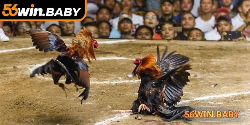 Chọn đặt tiền vào chiến kê trả thưởng cao, cơ hội chiến thắng