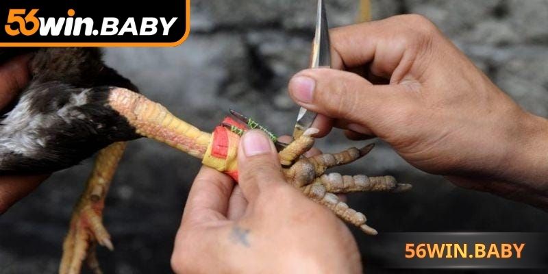 Đá gà cựa dao dùng vũ khí sắc nhọn, ra đòn nhanh