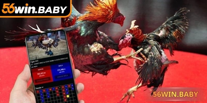 Quan sát các đòn đánh để chọn cược chiến kê hợp lý