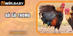 Đá Gà Thomo – Trường Đấu Danh Tiếng Nhất Tại Đông Nam Á