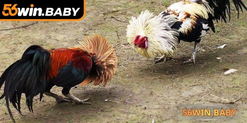 Trọng tài cùng thiết bị giám sát đảm bảo công bằng thi