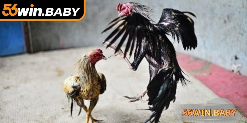 Đá gà trực tiếp phát sóng trận đấu chi tiết